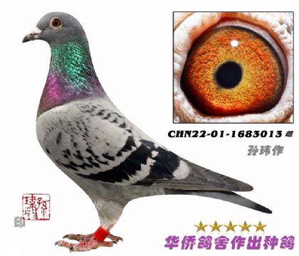 2̖--ղɭ019ϵѪN1683013-