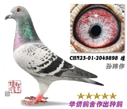 7̖--ղɭ019ϵ-2049898-