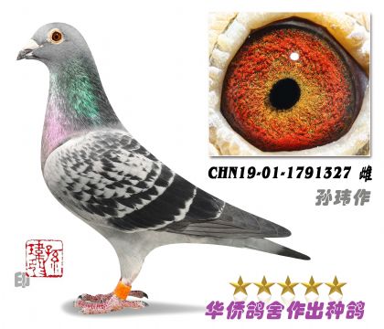 1̖--ղɭ019ػѪN1791327-