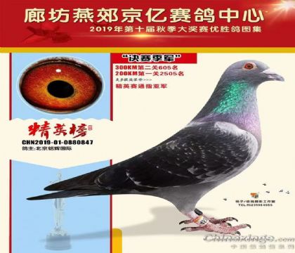 北京京億賽鴿公棚500公里決賽季軍 雄
