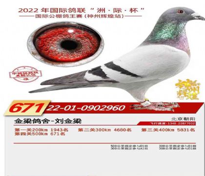 神州輝煌2022年國際鴿聯(lián)“洲·際·杯” 決賽671名 雄