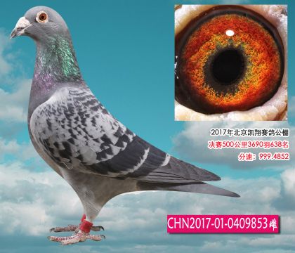 多羽獲獎(jiǎng)鴿之母