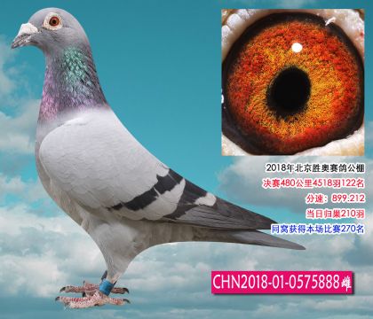勝奧公棚決賽122名