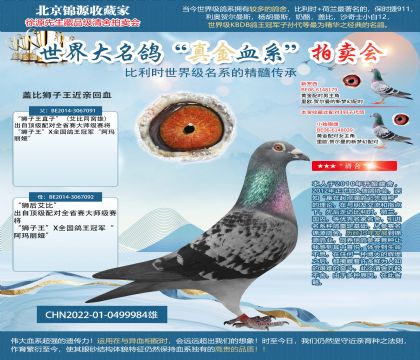 蓋比獅子王22-0499984雄