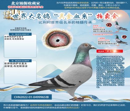 雙重薩甘22-0499965雄(同窩雙雄966)