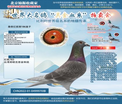 紅狐貍186直子22-0499970雄
