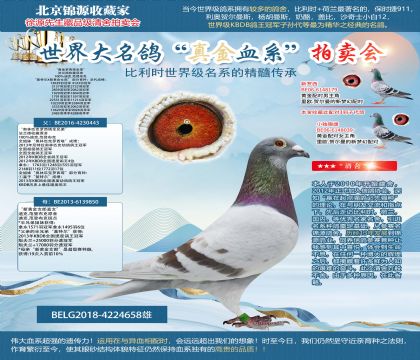 法蘭德收藏原舍-“黃金羅西塔全弟”