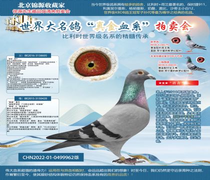 金環(huán):雙重魯?shù)?2-0499962雄