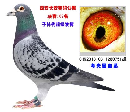 陜西長(zhǎng)安賽鴿公棚決賽102名 考夫曼血系