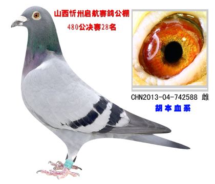 山西忻州啟航賽鴿公棚480公里決賽28名