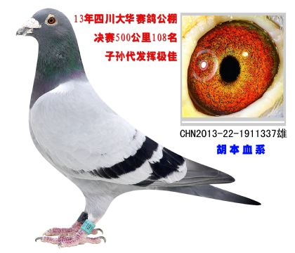 四川大華賽鴿公棚500公里決賽108名