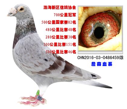 渤海新區(qū)信鴿協(xié)會(huì)700公里冠軍 詹森血系