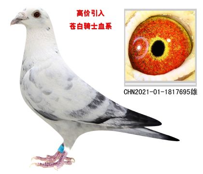 高價(jià)引入 蒼白騎士血系