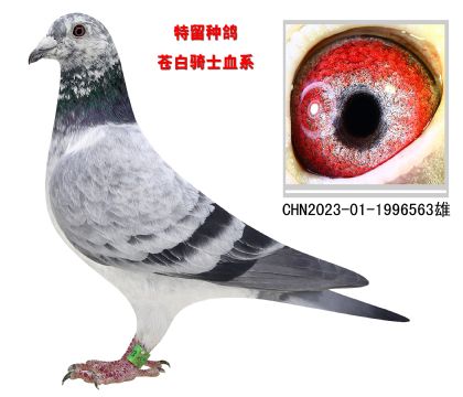 特留種鴿 蒼白騎士血系