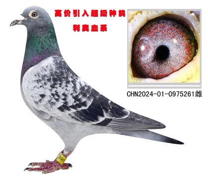 高價(jià)引入 利奧血系