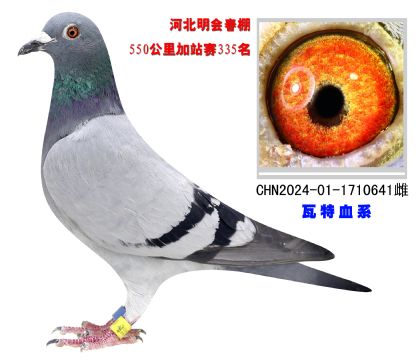 河北明會(huì)春棚550公里加站賽335名
