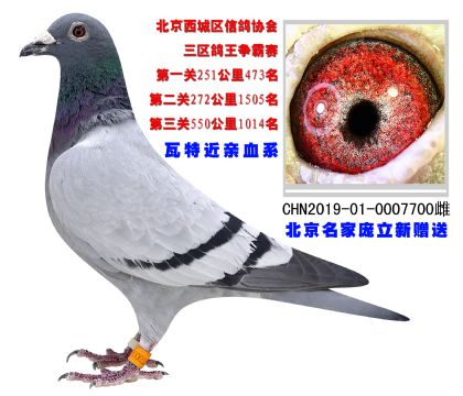 瓦特近親血系 北京名家龐立新贈(zèng)送