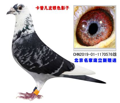 卡普凡龍銀色影子 北京名家龐立新贈(zèng)送
