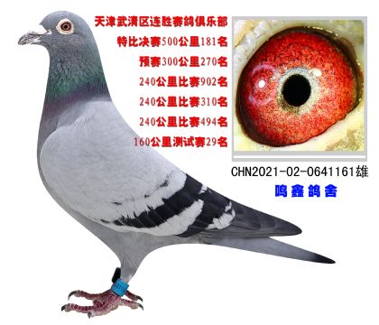 天津武清區(qū)連勝賽鴿俱樂(lè)部500公里181名