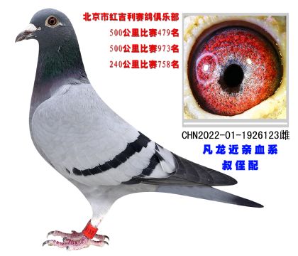 北京市紅吉利賽鴿俱樂(lè)部500公里比賽479名
