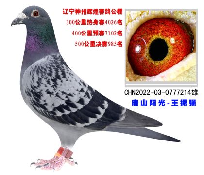 遼寧神州輝煌賽鴿公棚500公里決賽985名