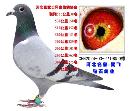 河北張家口懷來(lái)信鴿協(xié)會(huì)聯(lián)翔566公里38名