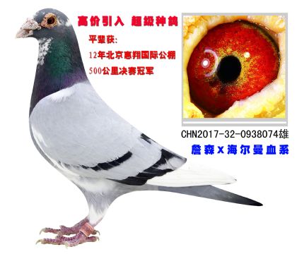 高價(jià)引入 超級(jí)種鴿 平輩12年惠翔冠軍