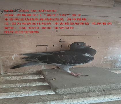 ˹𿨡17ֱ5582