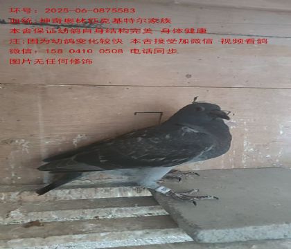 Wƥ˻ؠׇͬC5583