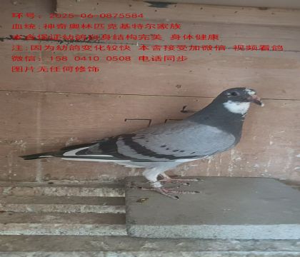 Wƥ˻ؠׇ 5584