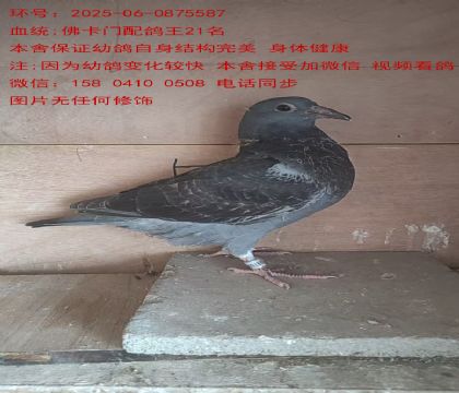 tֱFDֱŮ215587