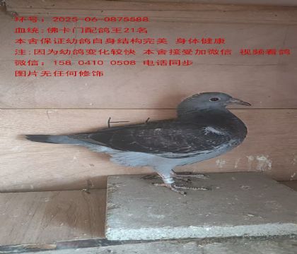 tֱFDֱŮ 21 5588