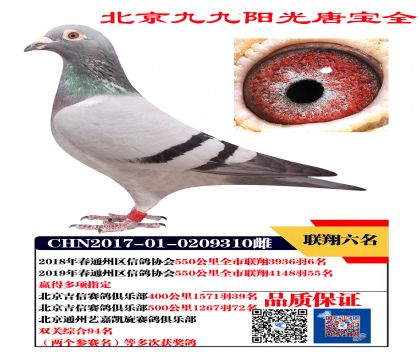 (lin)6 55