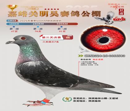 P(gun)껛Qِ91P(gun)7
