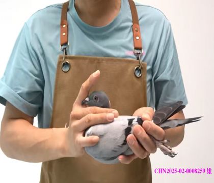 240HֱO