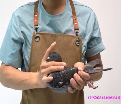 ѻؠߴHN