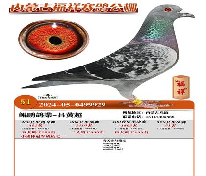 鹫Qِ51