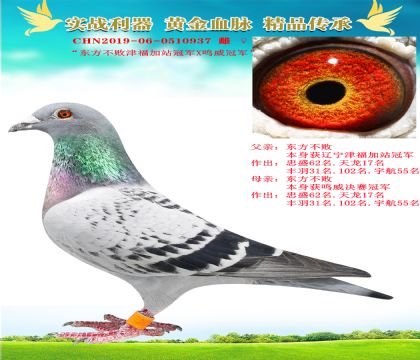 “東方不敗津福加站冠軍X鳴威冠軍”