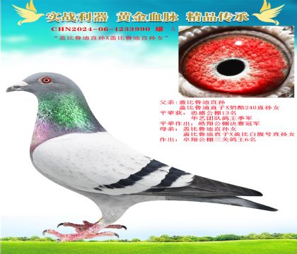 “蓋比魯?shù)现睂OX直孫女”