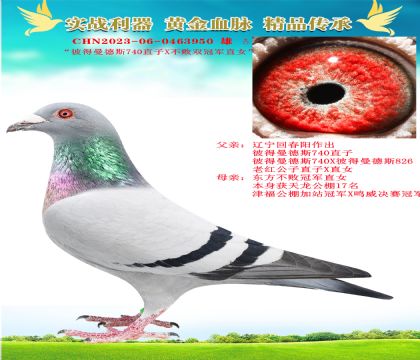 “彼得曼德斯740直子X不敗雙冠軍直女”