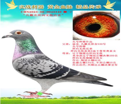 “所向無敵頭號(hào)種雄X遼寧翔源達(dá)所向無敵”
