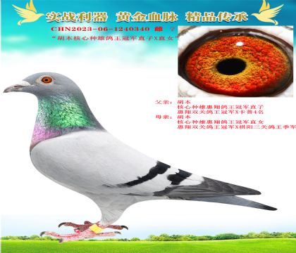 “胡本核心種雄核心鴿王冠軍直子X直女”
