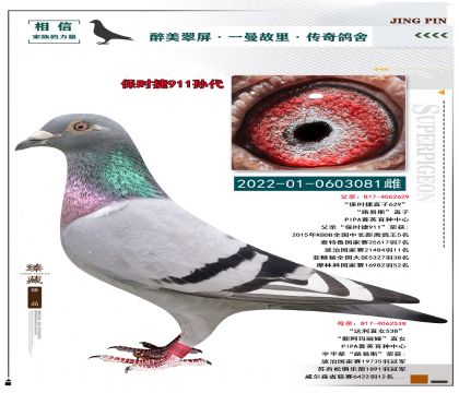 r(sh)911O