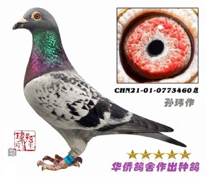 3̖(ho)--ױ̖(ho)ѪϵCHN21-01-0773460-