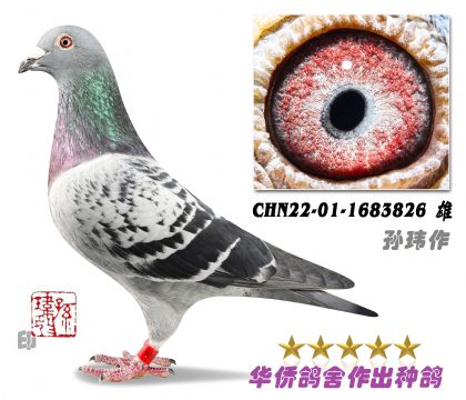 1̖(ho)--ղɭ019+ɣʿղɭϵ22-01-168382-
