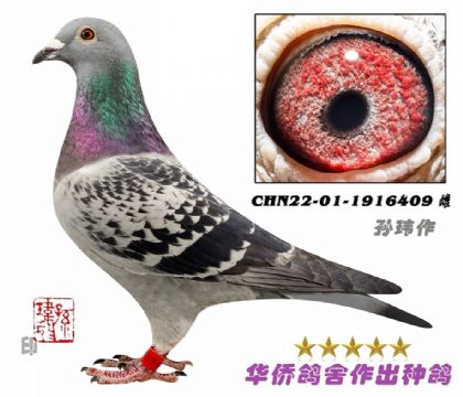 2̖(ho)--ղɭ019ѪCHN22-01-1916409-