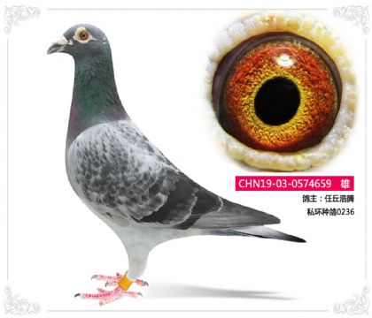 任丘浩騰 私環(huán)種鴿0236 雄
