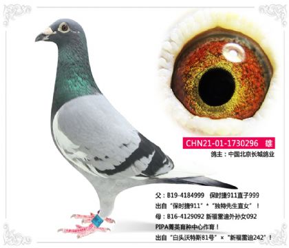 中國北京長城鴿業(yè)---保時(shí)捷911直孫296 雄
