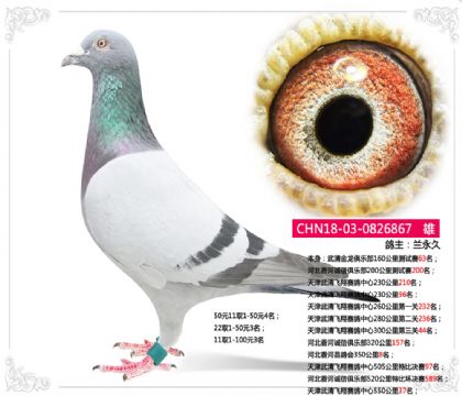 天津武清飛翔賽鴿中心505公里特比決賽97名 雄