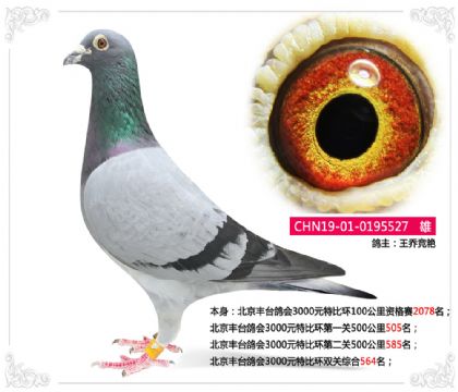 王喬競艷--北京豐臺鴿會3000元特比環(huán)雙關(guān)綜合564名